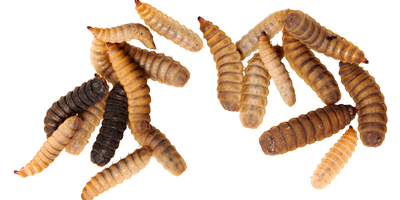 Verarbeitung von Insekten zu Proteinpulver