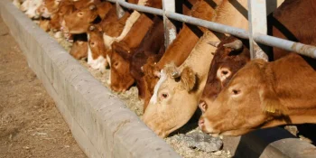 Mischlösungen für Futtermittelzusatzstoffe und Premixe