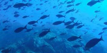 Prozessausrüstung für Fischfuttermittel