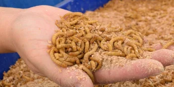 Prozessanlagen für Insektenprotein