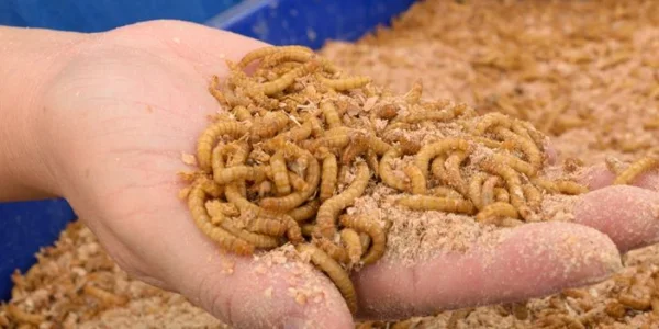 Prozessanlagen für Insektenprotein