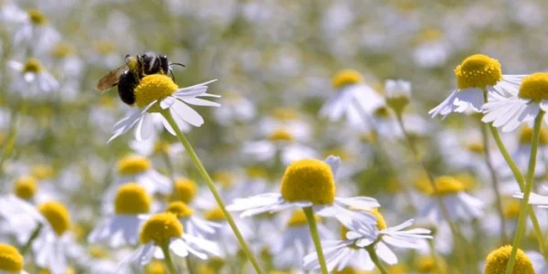 Pulververarbeitungspartnerschaft mit Martin Bauer für botanische Zutaten