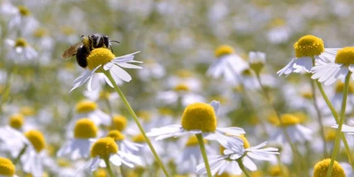 Pulververarbeitungspartnerschaft mit Martin Bauer für botanische Zutaten