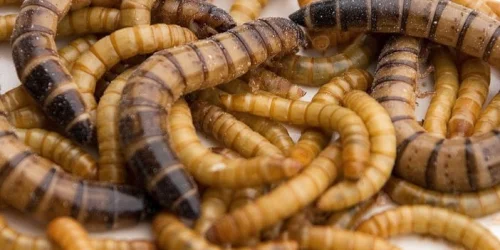 Prozesslösungen für die Insektenverarbeitung
