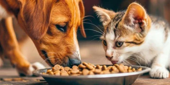 Leistungsstarke Verfahrensanlagen für die Herstellung von Heimtiernahrung.